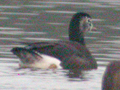 Barnacle Goose x Lesser White-fronted Goose hybrid